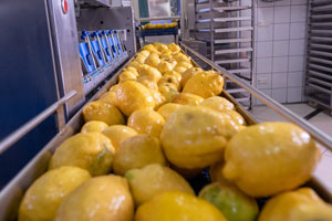 azienda-limone-fiore-lemon-flower