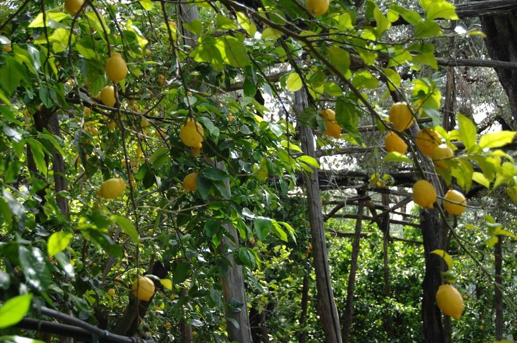 sorrento-lemon-tour-nonna-concettina-10.jpg