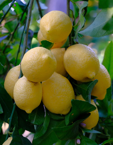 limone-lemon