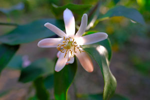 limone-fiore-lemon-flower