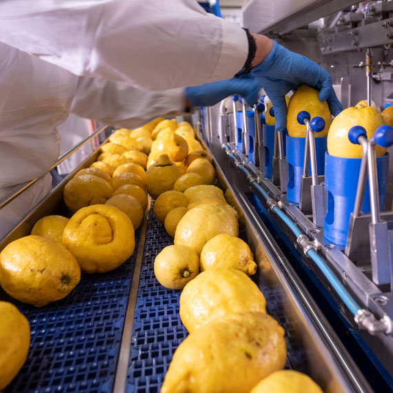 Lemons processing