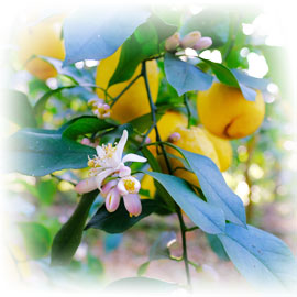Lemon's flowers